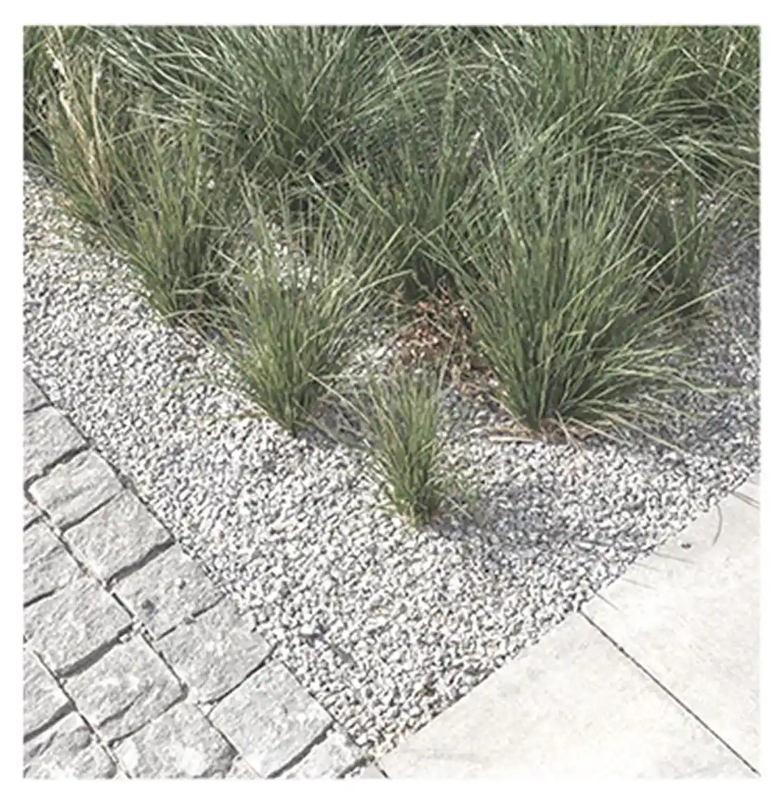 An image of the grass.