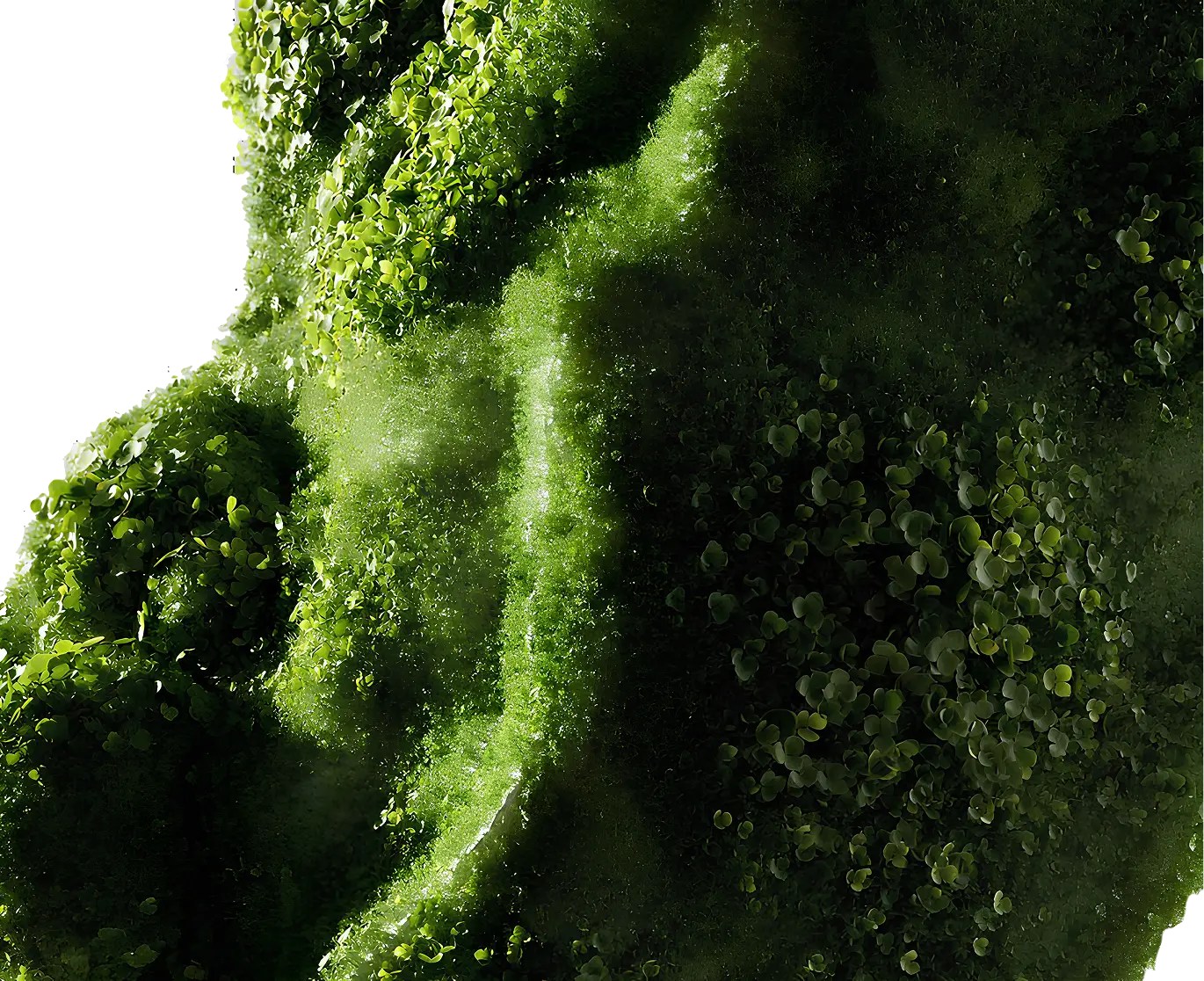 декоративне фото