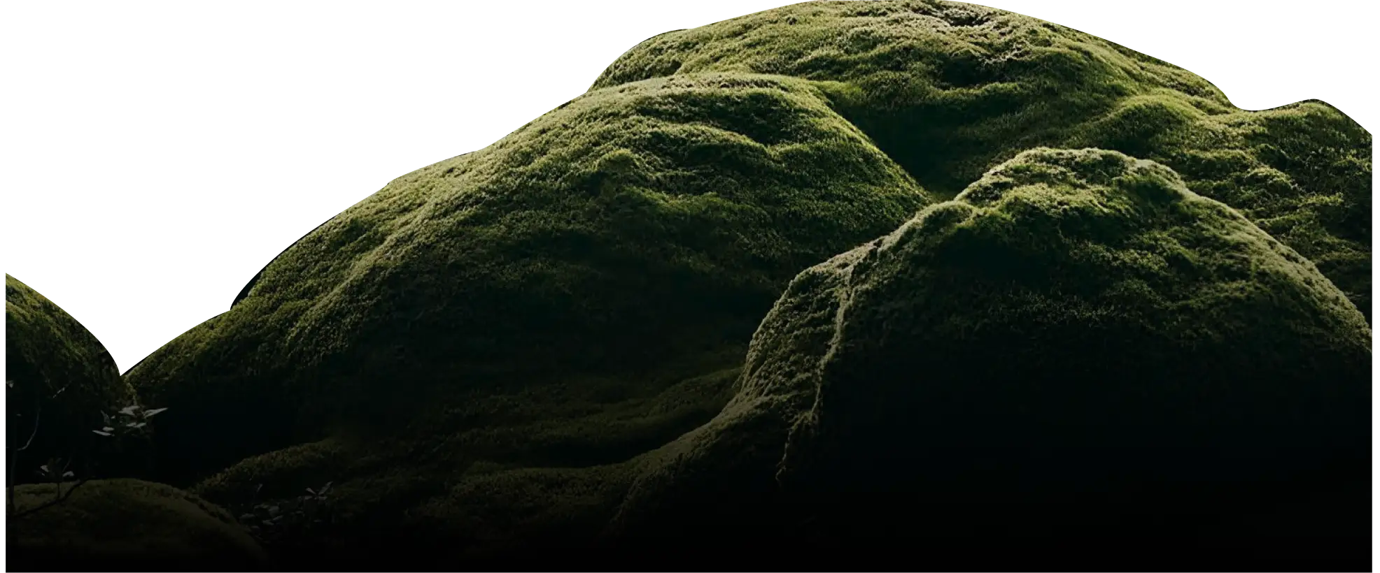 декоративне фото