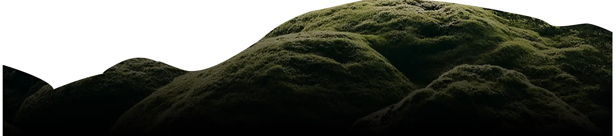 декоративне фото