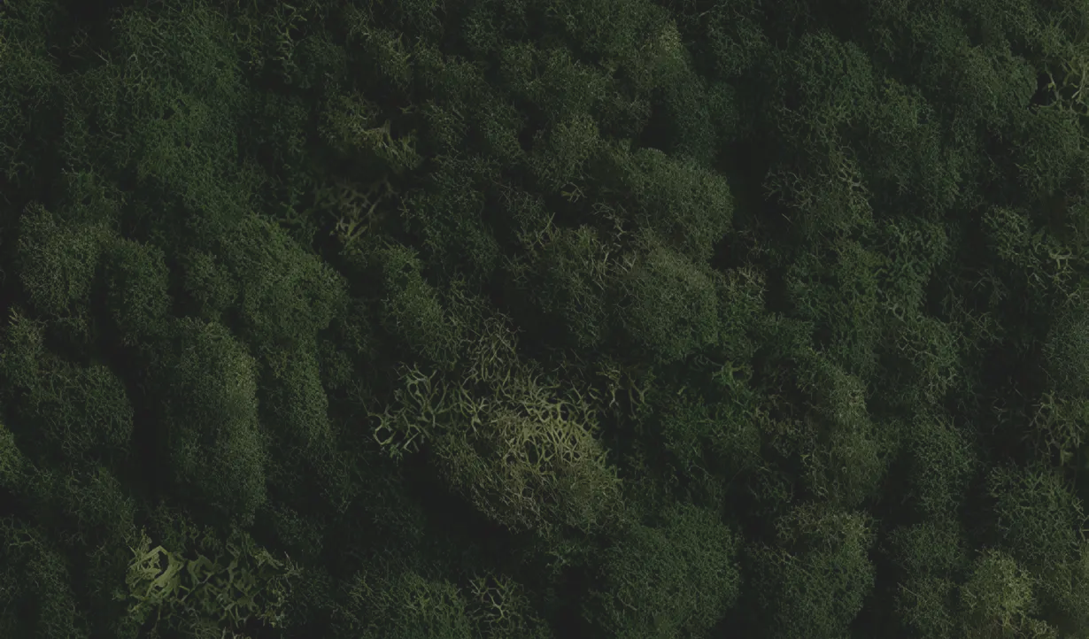 декоративне фото