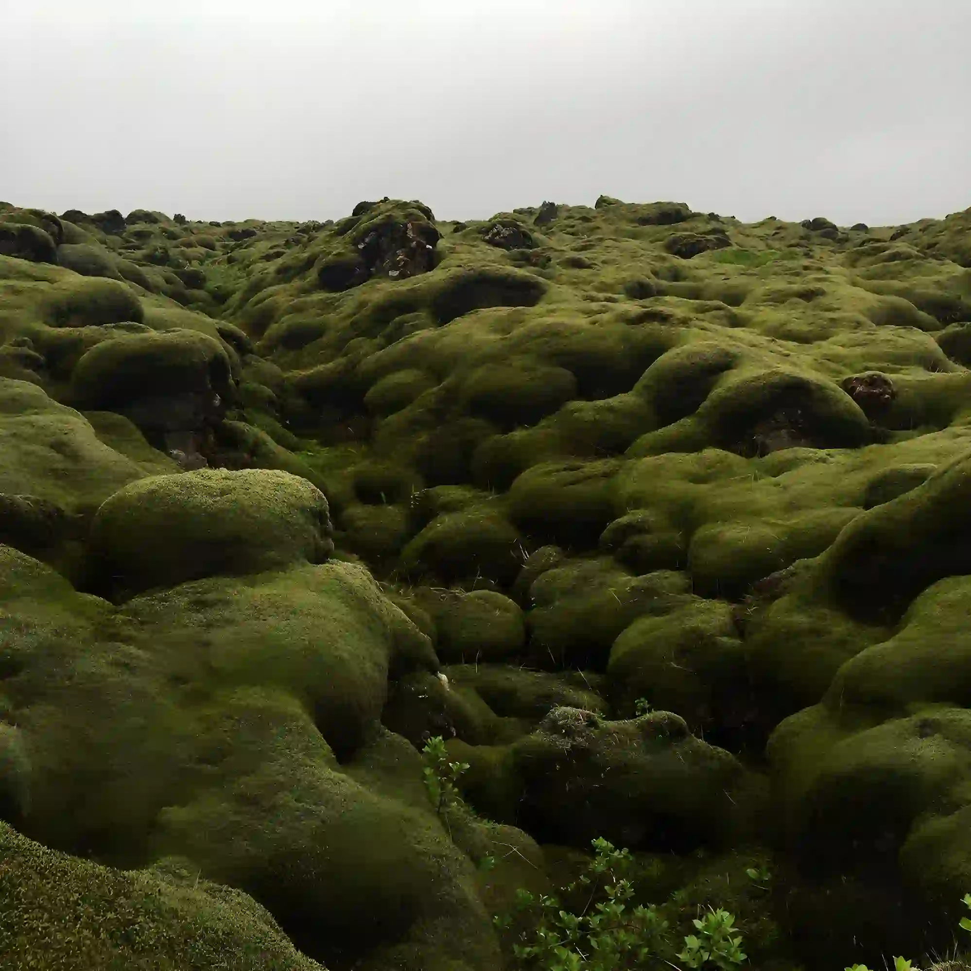 декоративне фото